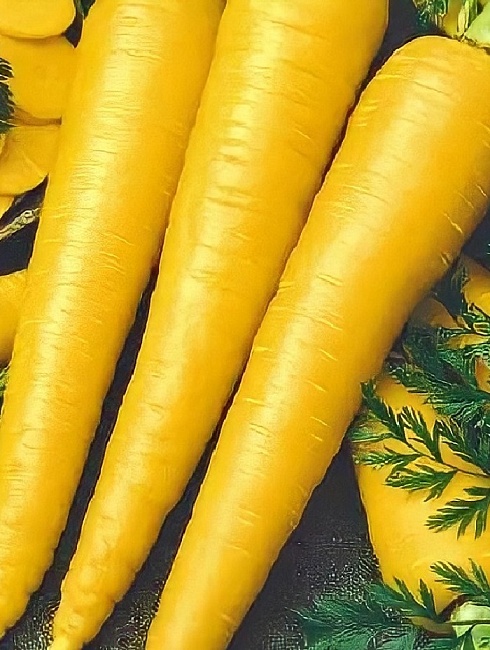 Морковь Чурчхела жёлтая (УД) 0,5 гр цв.п.