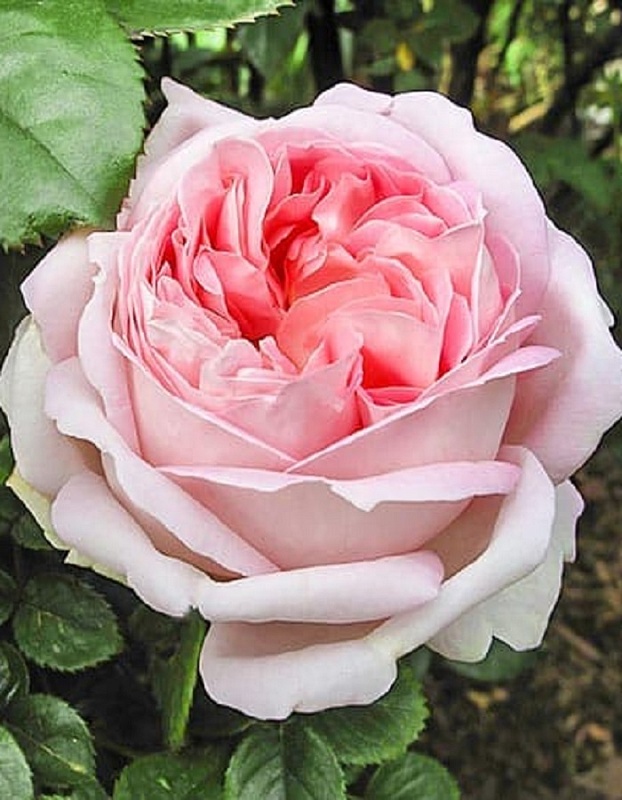 Роза чайно-гибридная Муриам 1 шт