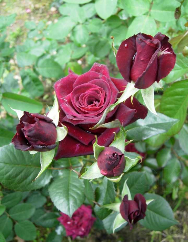 Роза плетистая Черная королева 1 шт