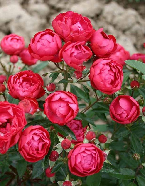 Роза почвопокровная Ред Морсдаг 1 шт