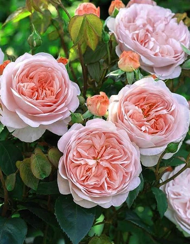Роза чайно-гибридная Кейра 1 шт 