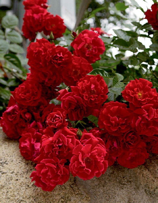 Роза почвопокровная Ред Вельвет 1 шт